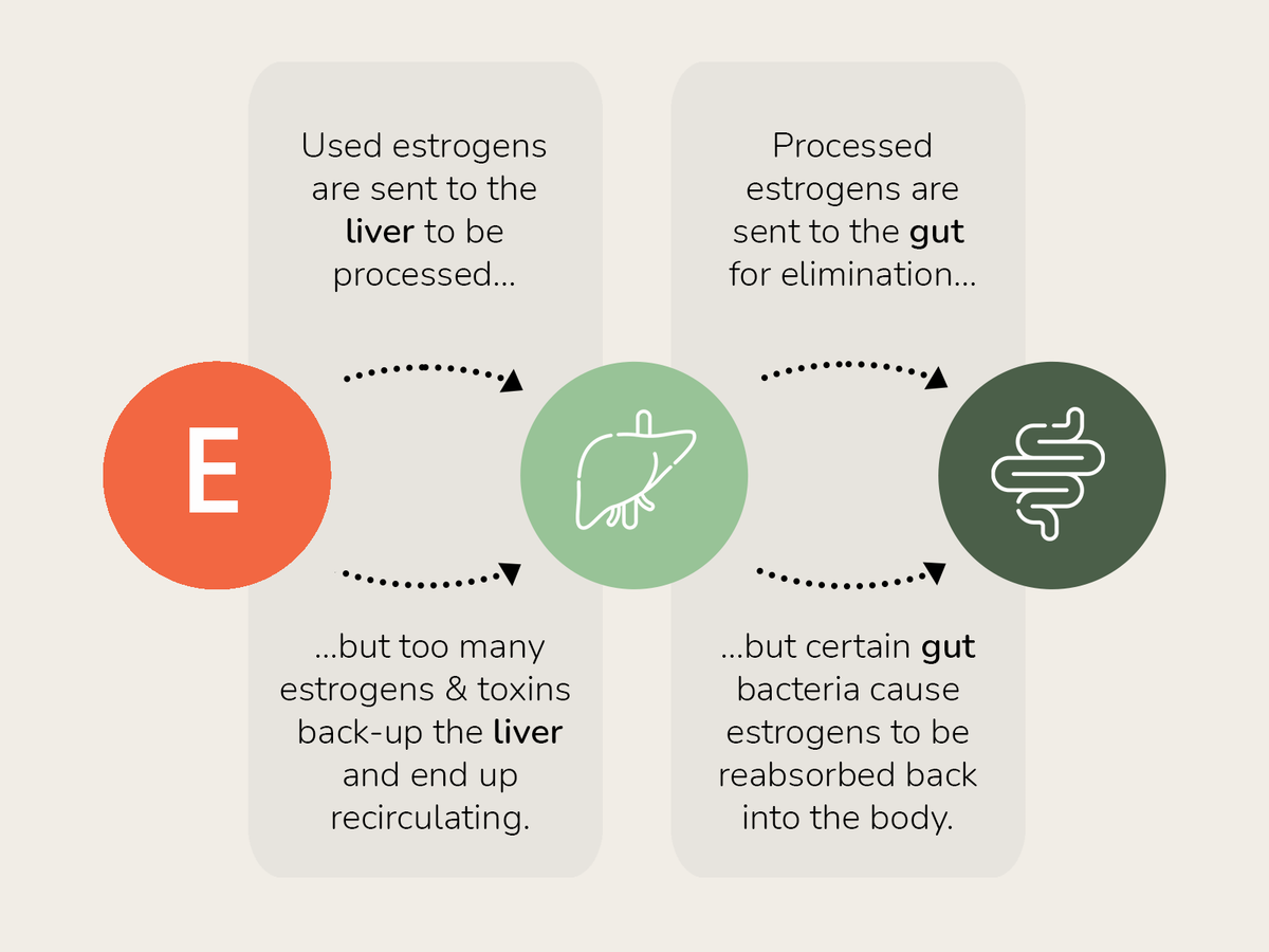 cocoon-weak-liver-gut-diagram.png__PID:7f7178ee-b7d3-4d14-9e97-bd6cf4b543a8